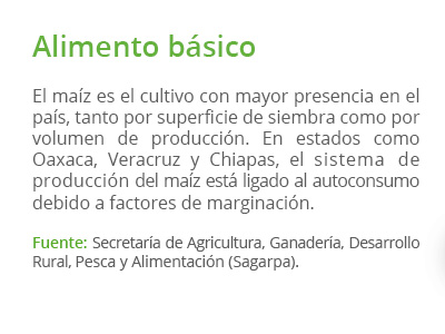 maiz alimento basico01b