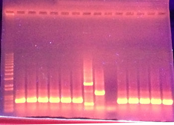1 Gel PCR2102