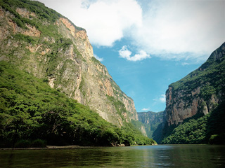 arboles chiapas