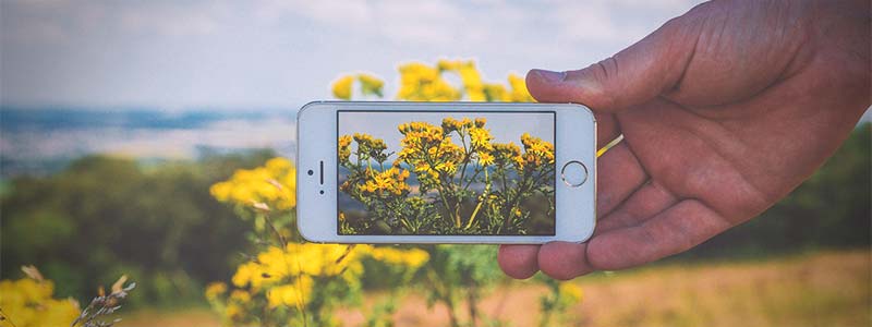 banner app naturalista flores