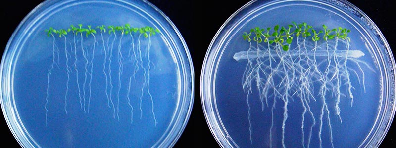 800x300 amor ciencia