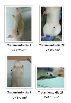 tratamiento-en-ratas_172.jpg