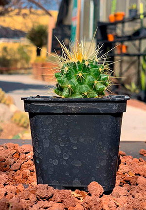 cactechinocactus grusonii