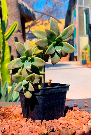 cactgraptopetalum paraguayense