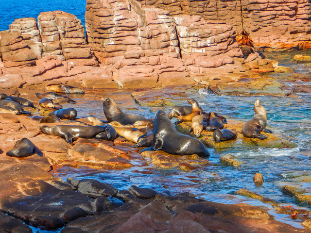 Analiza_IPN_mortandad_de_lobos_marinos_del_Golfo_de_California_por_cambio_climático_2.jpeg