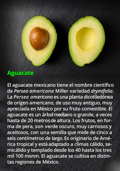 1-avocado0210.jpg