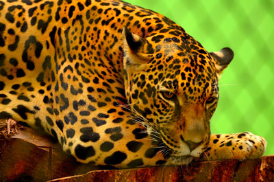 1-jaguar0818.jpg