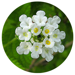 300px-Lippia_graveolens,_known_as_Mexican_Oregano_(11628265214).png
