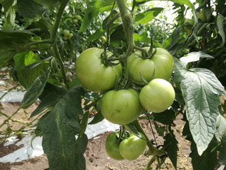 330Cultivo-de-tomate-en-el-Campo-Belher,-en-La-Palma,-Sinaloa.jpg