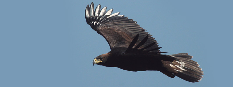 El águila real en San Luis Potosí, un vuelo de esperanza