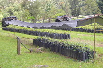 Planta de vivero bajo malla sombra en etapa final de adaptacion solar nuez de macadamia 