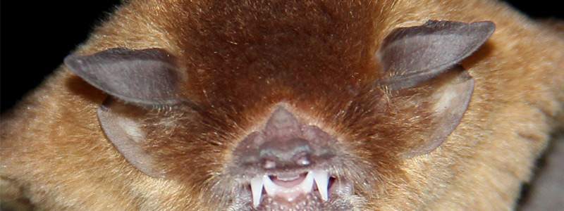 受粉動物: 例と特徴 - マイゲロ コウモリ (Leptonycteris nivalis)