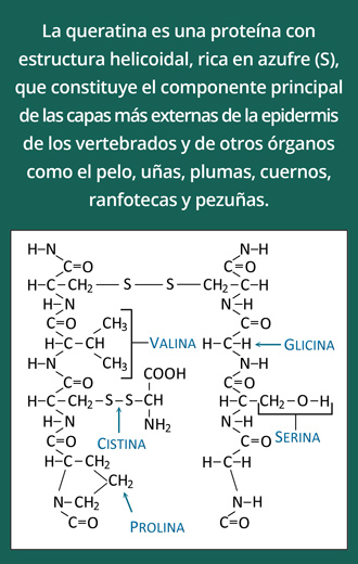 Estructura-de-la-Queratina.jpg