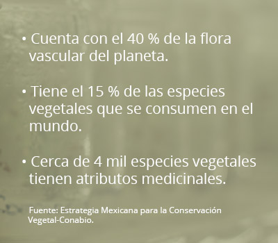 recuadro cultivo tejidos vegetales02b