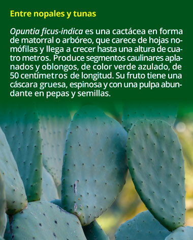 1 cactus1309