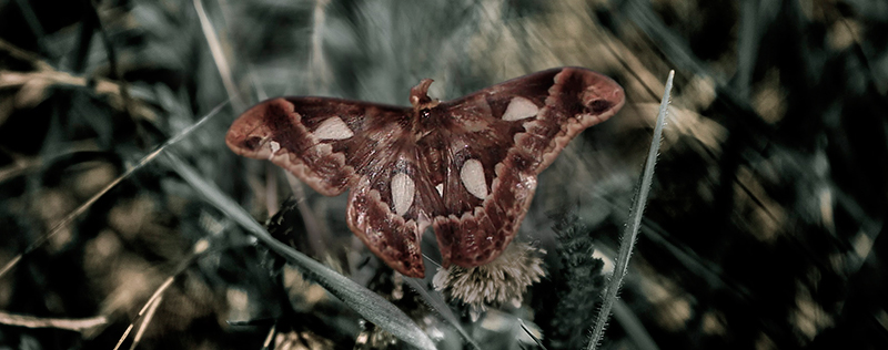 HEAD mariposa2216ok