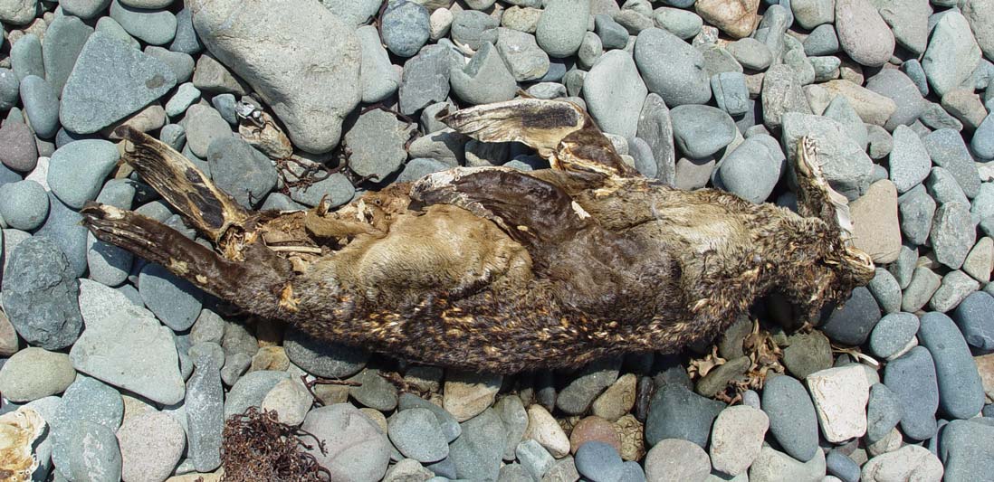 cadaver cria lobo marino Juan Pablo Gallo