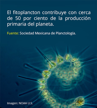info fitoplancton mundo marino