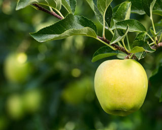 manzana golden delicious arbol