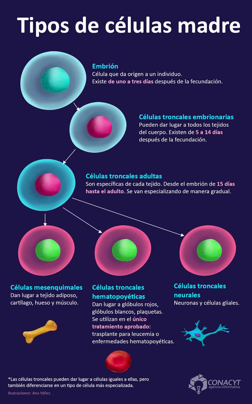 infografia-tipos-celulas-madre03.jpg