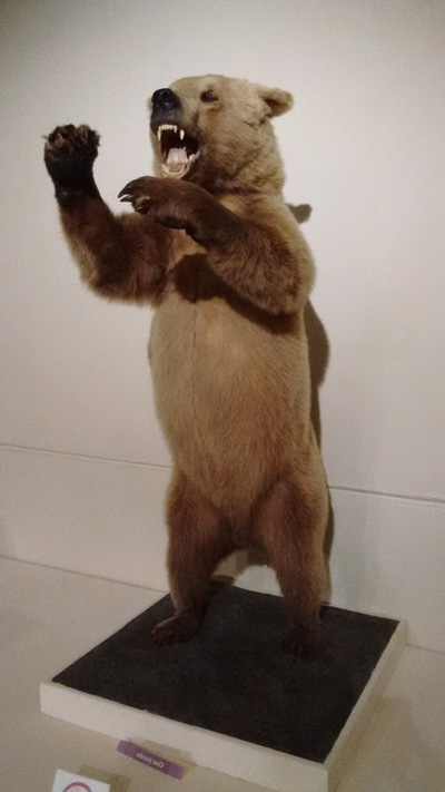 oso cafe museo historia natural diorama