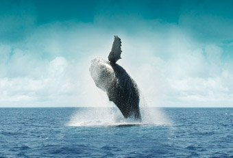 ballena mexico