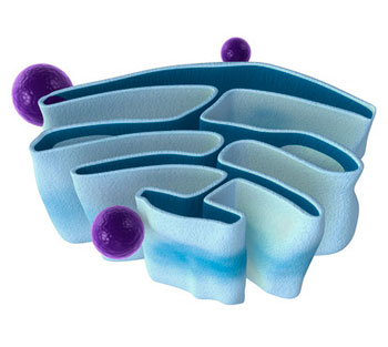 mitocondria membranas