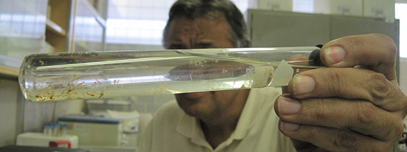 800x300 Mosco Aedes aegypti