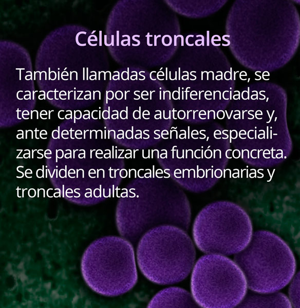 Celulas Troncales 16 3