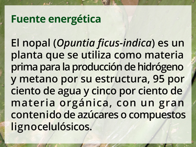 nopalito1616 1